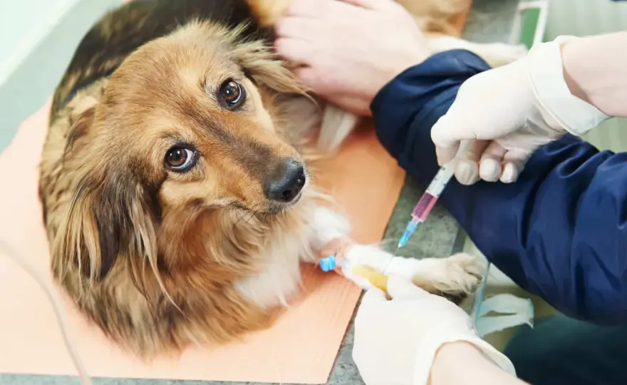 Parassiti del cane - Riconoscili, previeni e proteggi il tuo amico