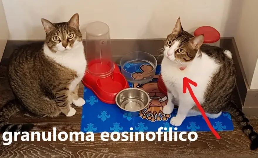 Granuloma Eosinofilo: Guida Completa per Cane e Gatto
