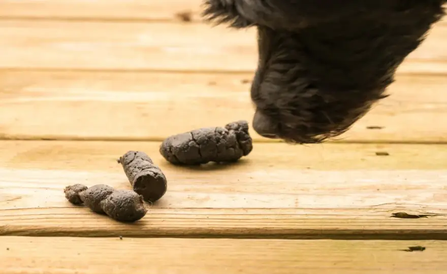 Feci nere cane con insufficienza renale - Cosa fare?