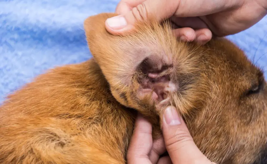 Otite nel cane - Sintomi, cause e come agire subito
