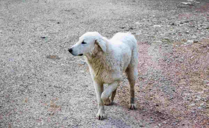 Cane zoppica davanti? Cause e cosa fare subito