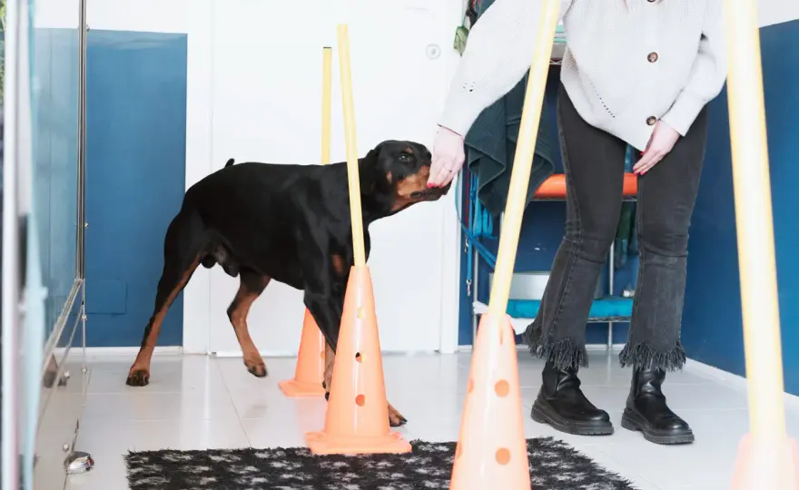 Fisioterapia per cani - Guida completa a benefici ed esercizi