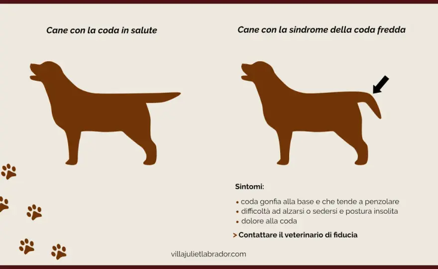 Coda del cane infiammata - Segnali, cause e cosa fare subito