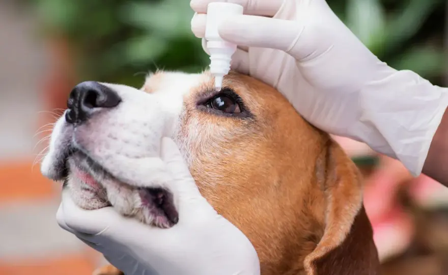 Igroma nel cane - Riconoscere, curare e prevenire le complicazioni