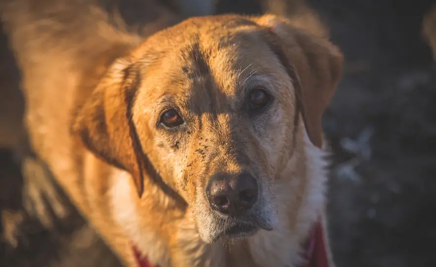 Piodermite cane - Riconosci, cura e previeni le recidive