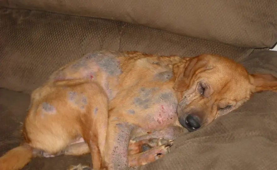 Demodicosi nel cane - Sintomi, cure e cosa fare per evitarla
