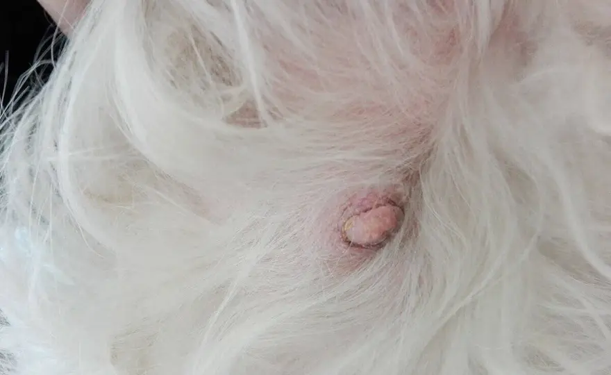 Nodulo sul cane - Come riconoscerlo e quando agire
