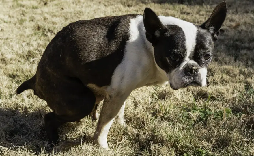 Cane stitico - Cosa fare e quando andare dal veterinario
