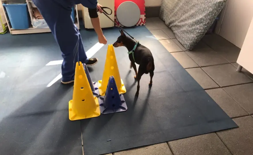 Ernia cervicale cane - Segnali, diagnosi e recupero efficace