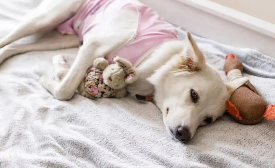 Mastectomia cane: Guida completa al recupero post-operatorio