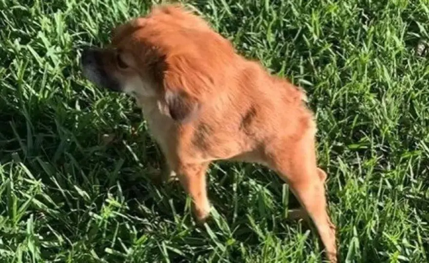 Cane con postura antalgica - Riconoscila e agisci subito!