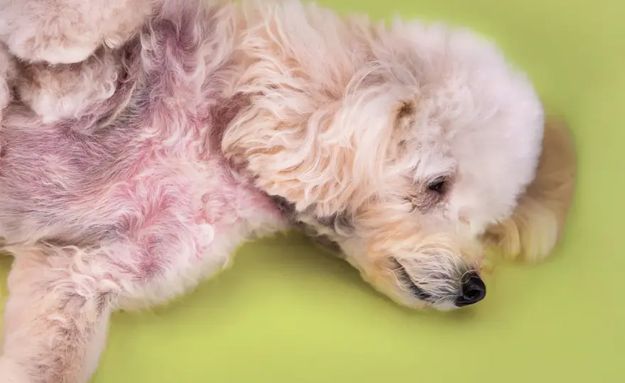Dermatite cane e cibo - Quando la dieta fa la differenza?