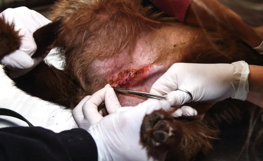 Punti riassorbibili cane - Quanto durano davvero?