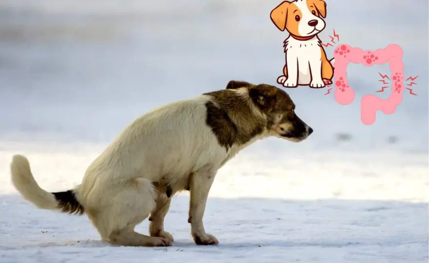 Ostruzione intestinale cane - Segnali, cause e cosa fare