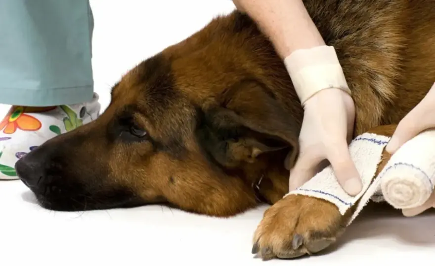 Piaghe da decubito cane - Riconoscile e curale subito
