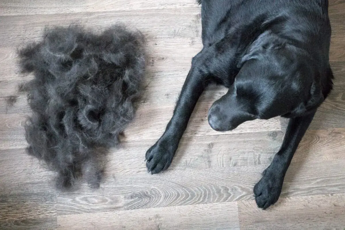 Un cane nero giace su un pavimento di legno accanto a un mucchio di pelo perso durante la muta.