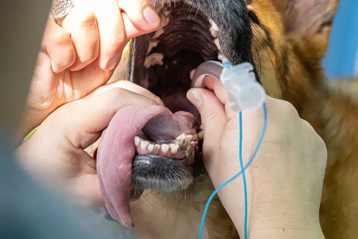 Veterinario esamina la bocca di un cane per valutare il costo intervento collasso tracheale cane.