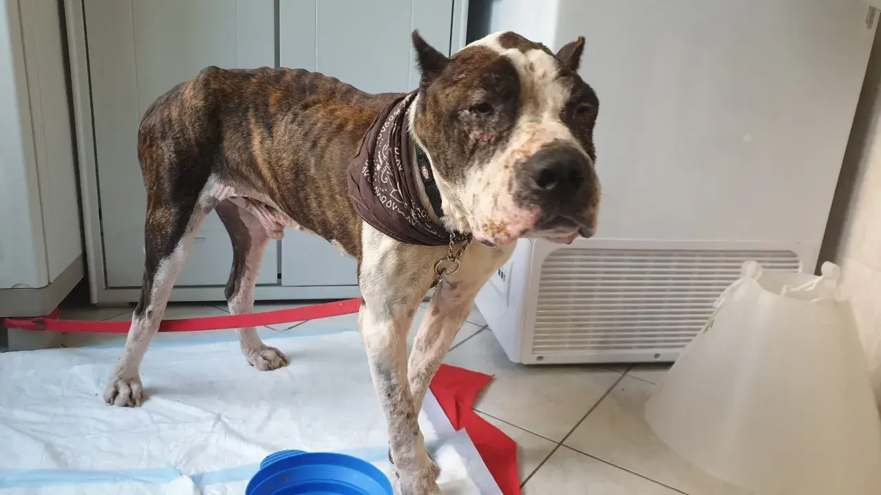 Cane magro con leishmaniosi, zoppica visibilmente. Ha un foulard al collo e un collare elisabettiano vicino.