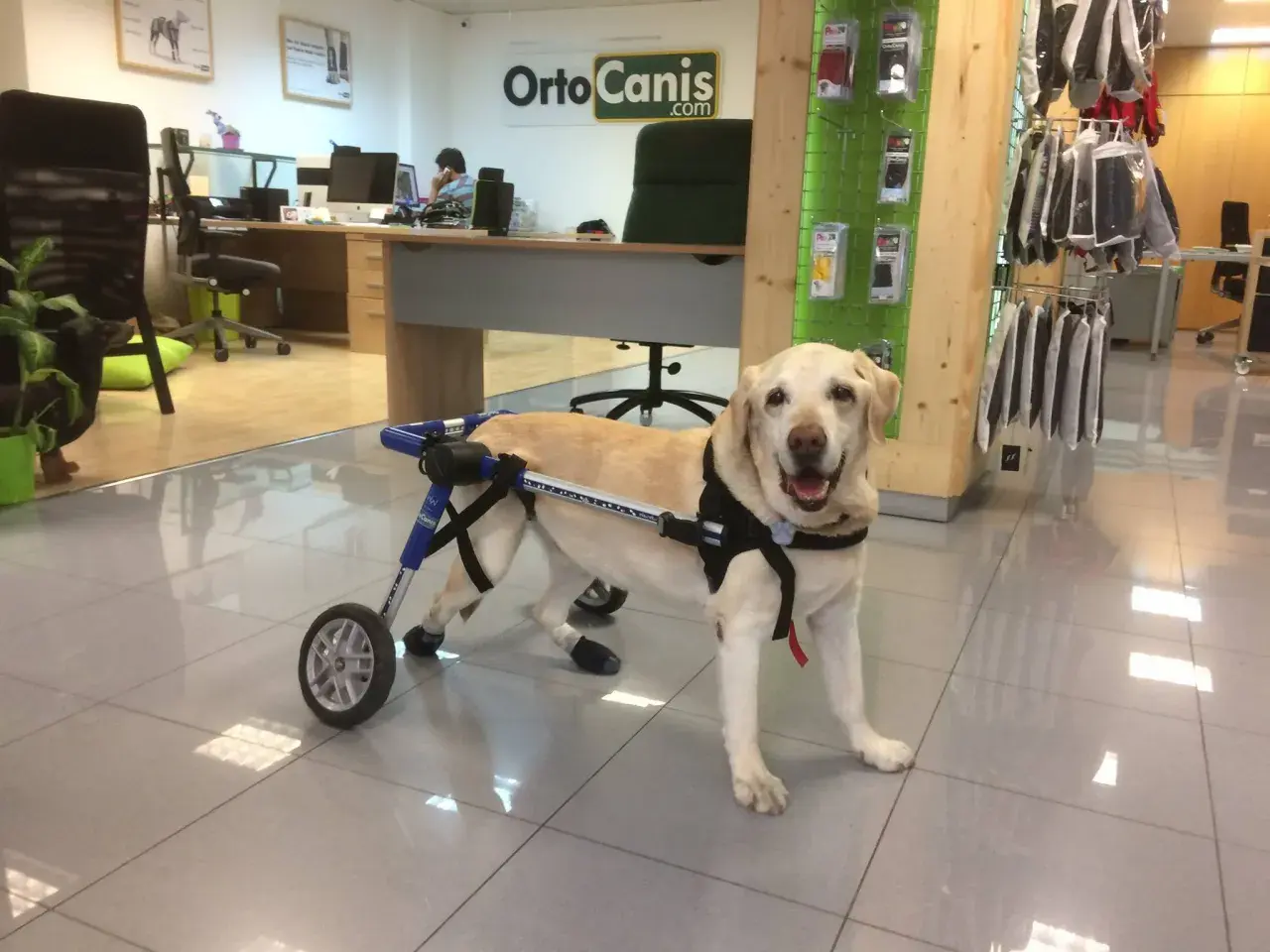 Un cane paralizzato all'improvviso, un labrador sorridente, si muove con un carrellino.