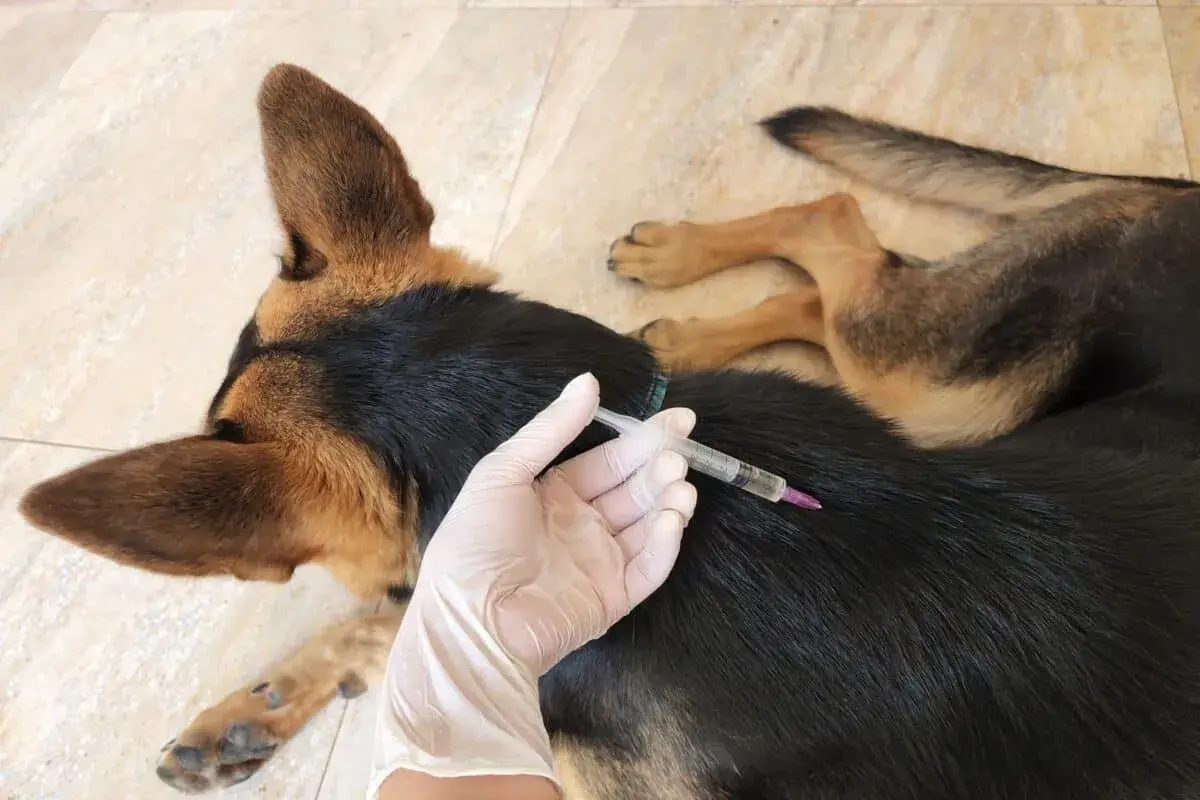 Veterinario somministra iniezione a cane pastore tedesco, forse per trattare i sintomi della leptospirosi.