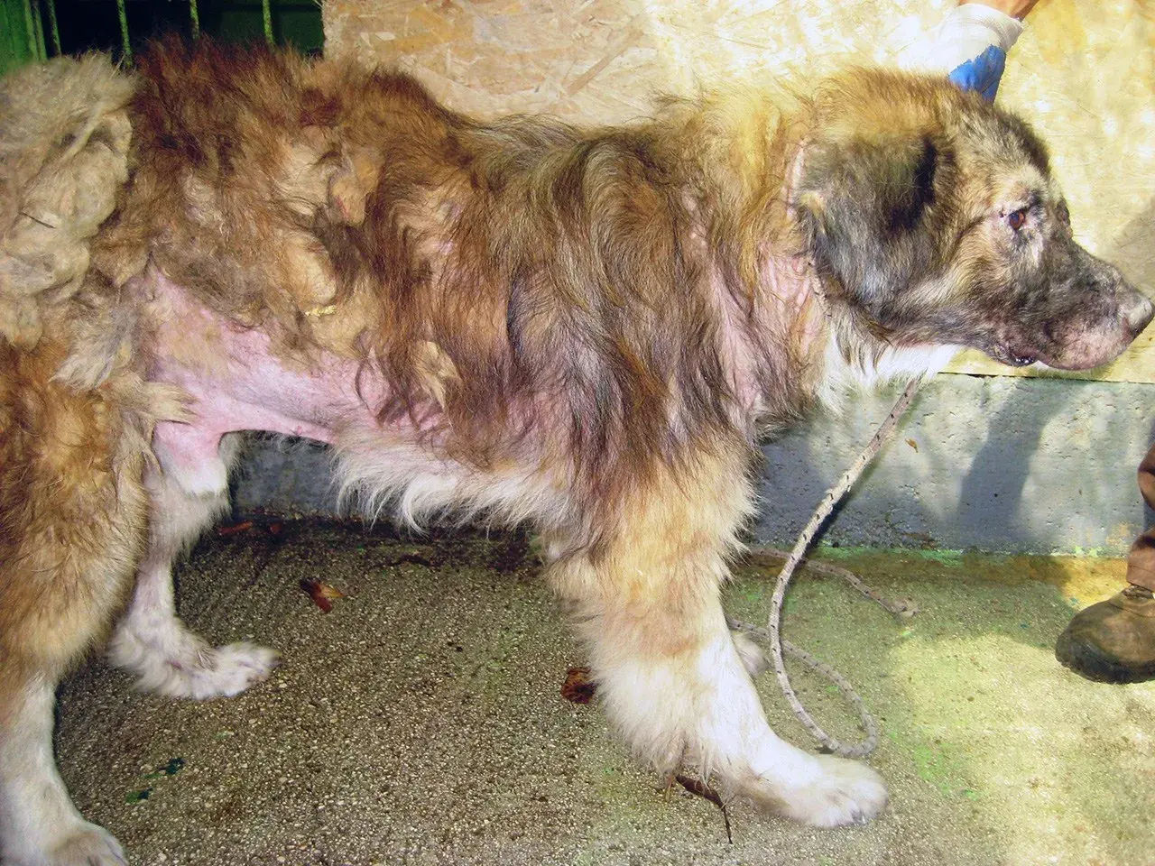 Cane con pelo diradato e pelle arrossata, segni evidenti di leishmaniosi.