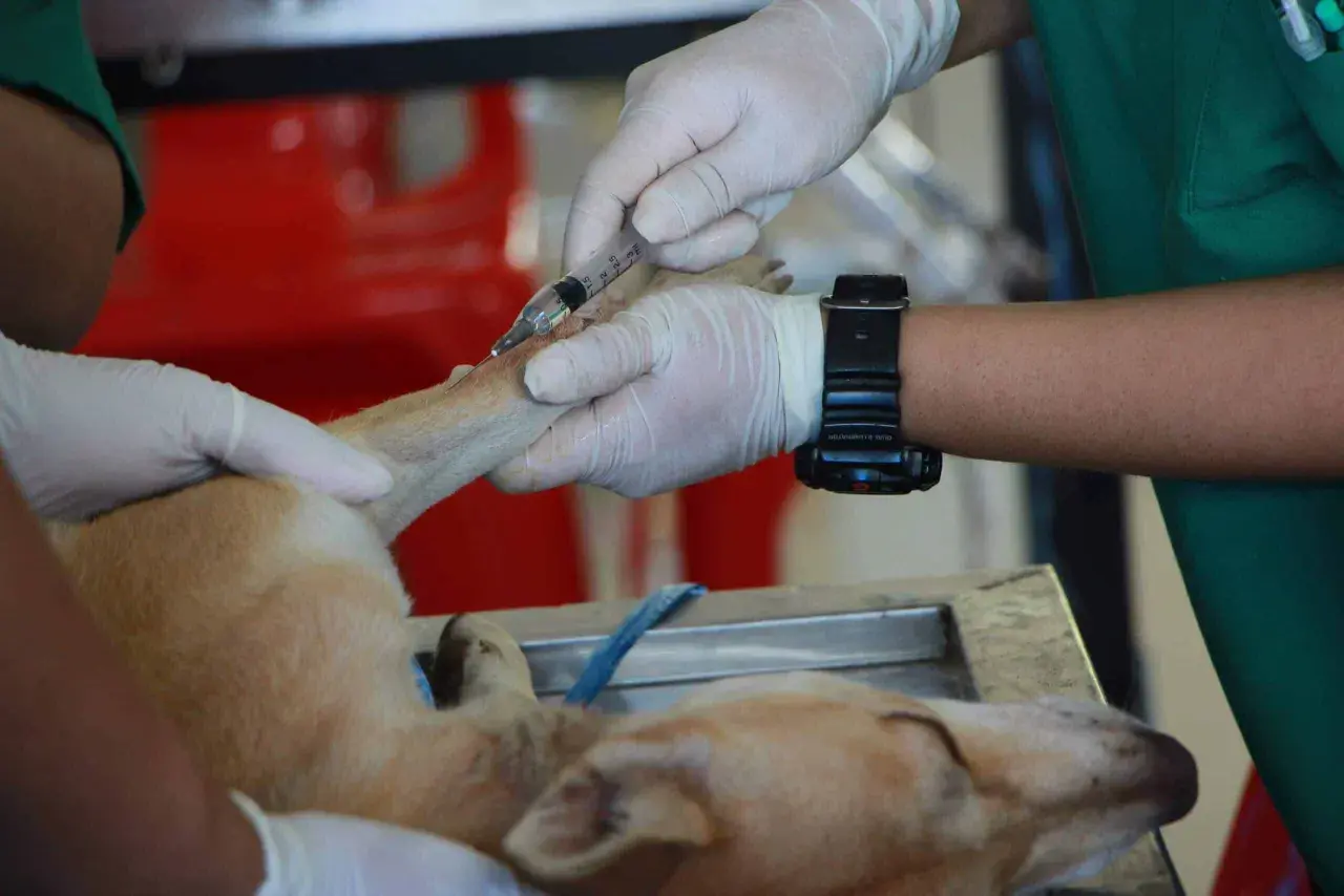 Mani guantate somministrano un'iniezione a un cane, parte di un trattamento di chemioterapia per cani.