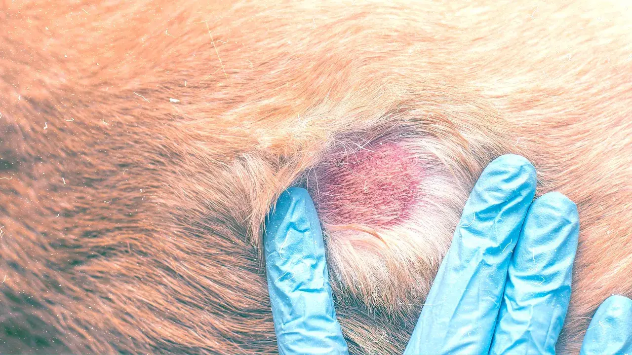 Mani guantate esaminano un'area arrossata con crosticine sul pelo di un cane.