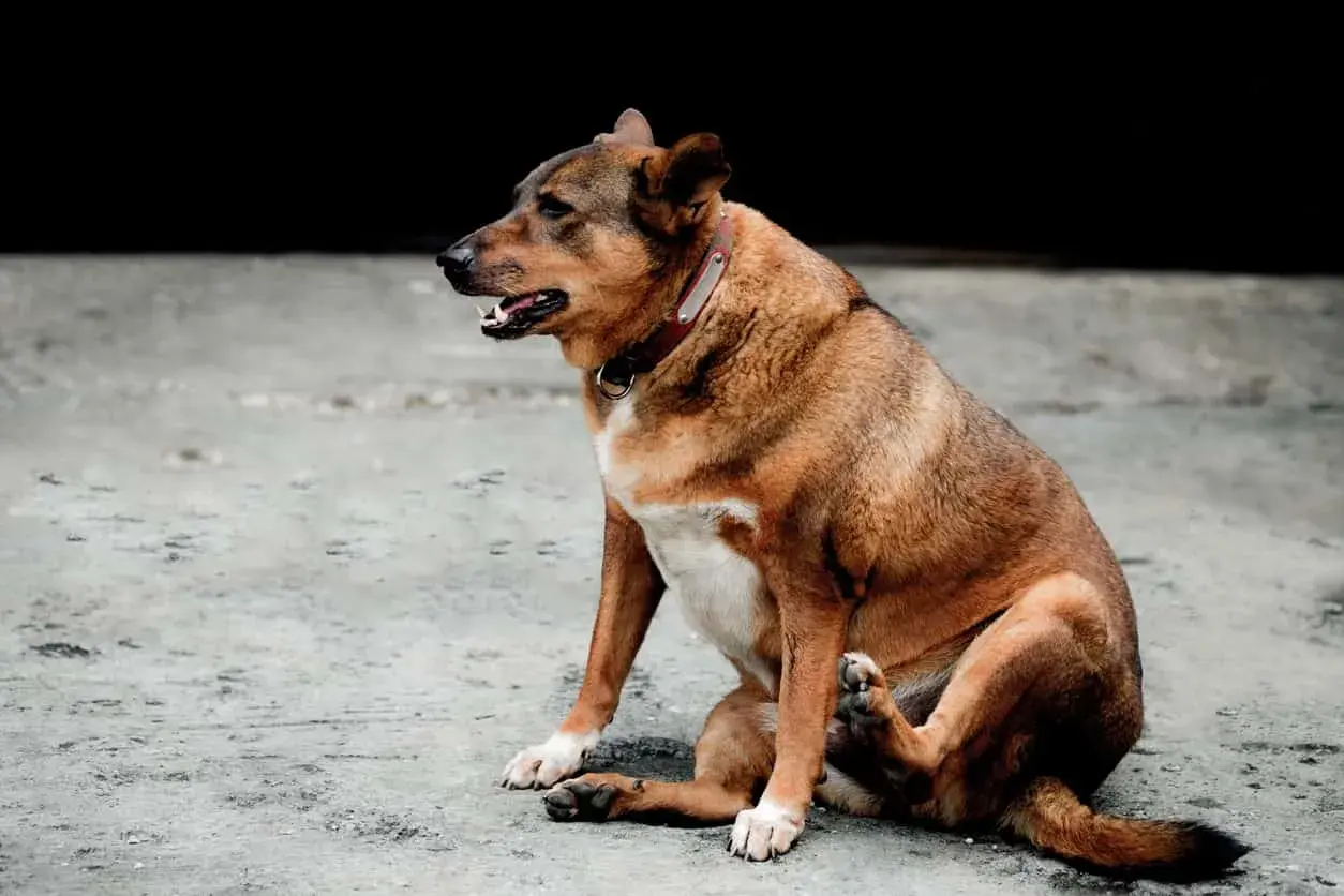 Cane con aria nella pancia, forse cerca rimedi naturali per il gonfiore.