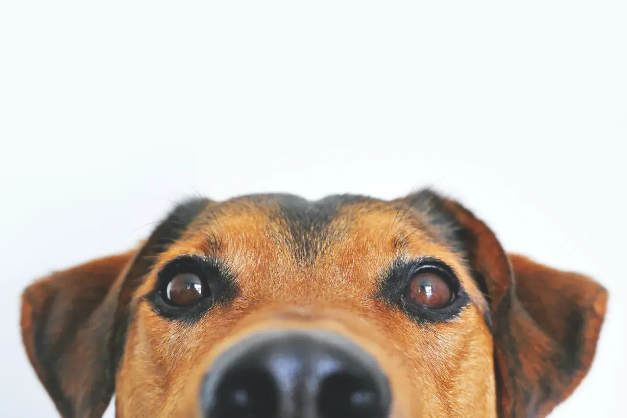 Occhi dolci e un naso umido, questo cane sembra soffrire di una leggera paresi facciale, ma il suo sguardo è pieno di curiosità.