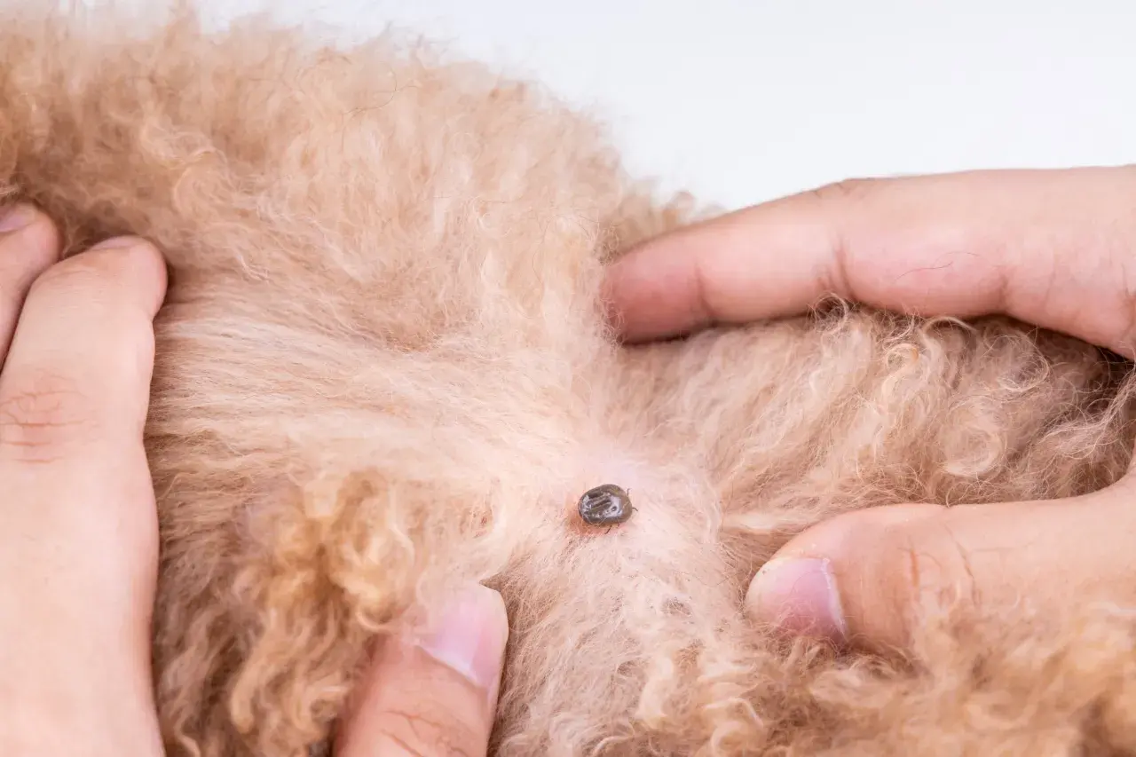 Una zecca è attaccata al pelo di un cane. Si discute di rimedi naturali, come l'aceto contro le zecche, per proteggere il tuo animale domestico.