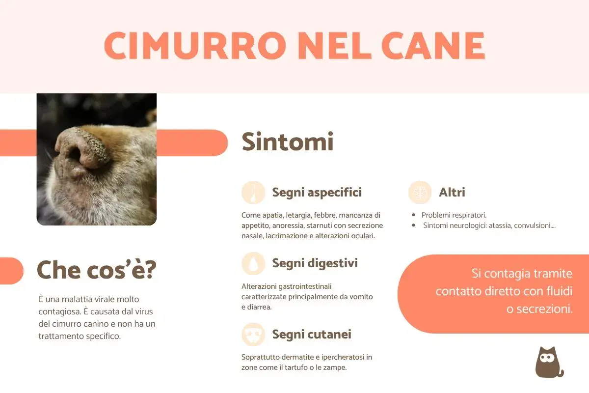 Primo piano del tartufo di un cane, con testo che descrive i sintomi del cimurro canino, una malattia virale contagiosa.
