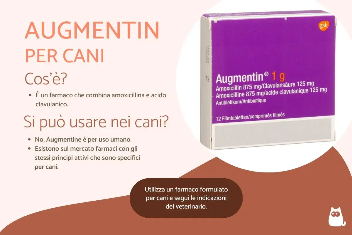 Augmentin per cani: farmaco combinato per infezioni cutanee. Non usare Augmentin umano, ma cerca formulazioni veterinarie specifiche.