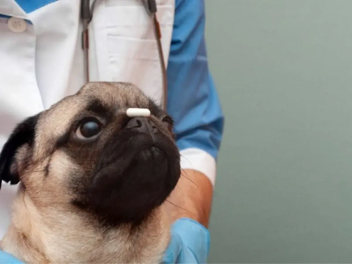 Un simpatico carlino con una pillola sul naso, in attesa che l'antibiotico cane dopo quanto fa effetto.