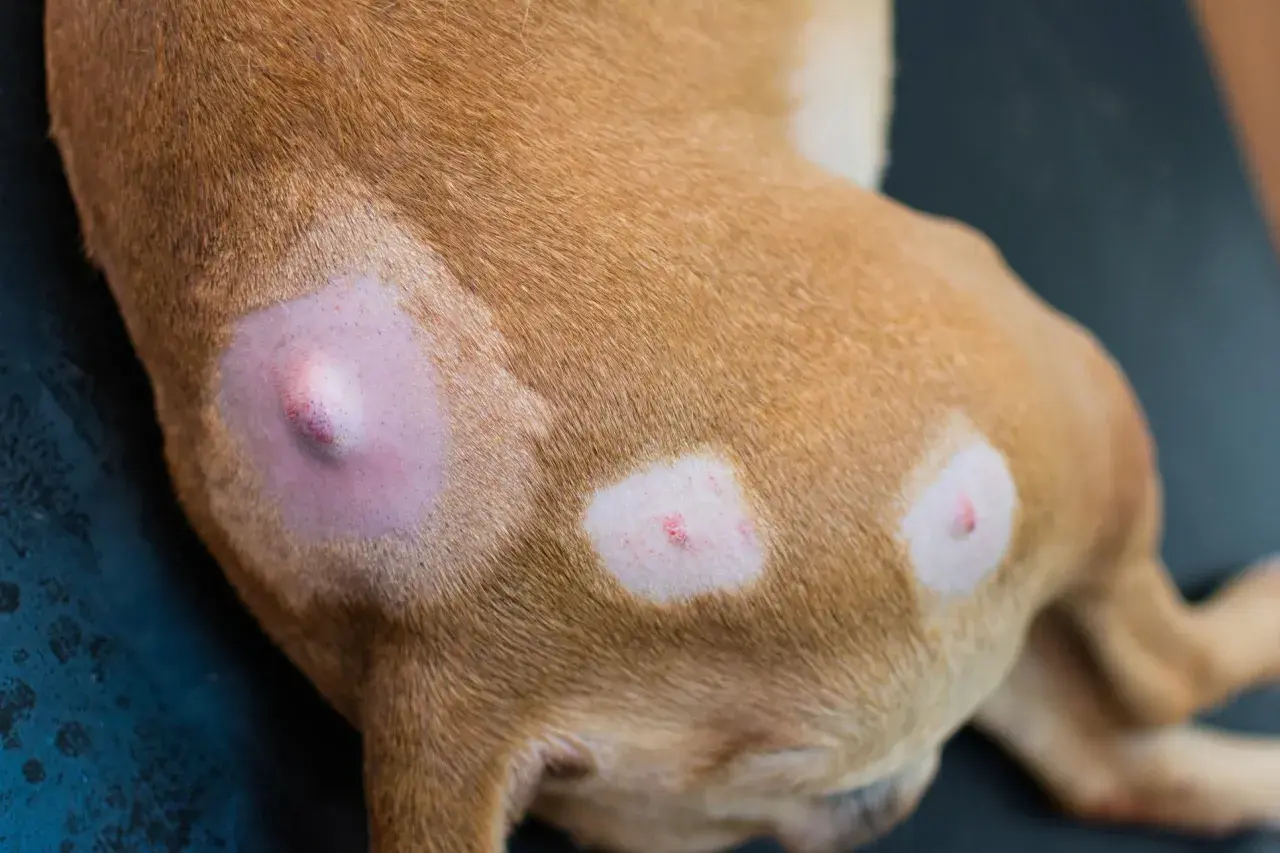 Primo piano di un cane con cisti sebacea visibile sulla pelle. Aree depilate e arrossate intorno alle lesioni.