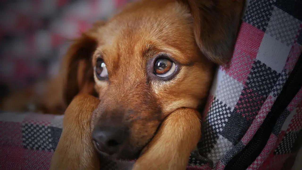 Occhi dolci di un cane marrone, forse un po' confuso dopo un sovradosaggio di fermenti lattici. Riposa su una coperta a quadri.