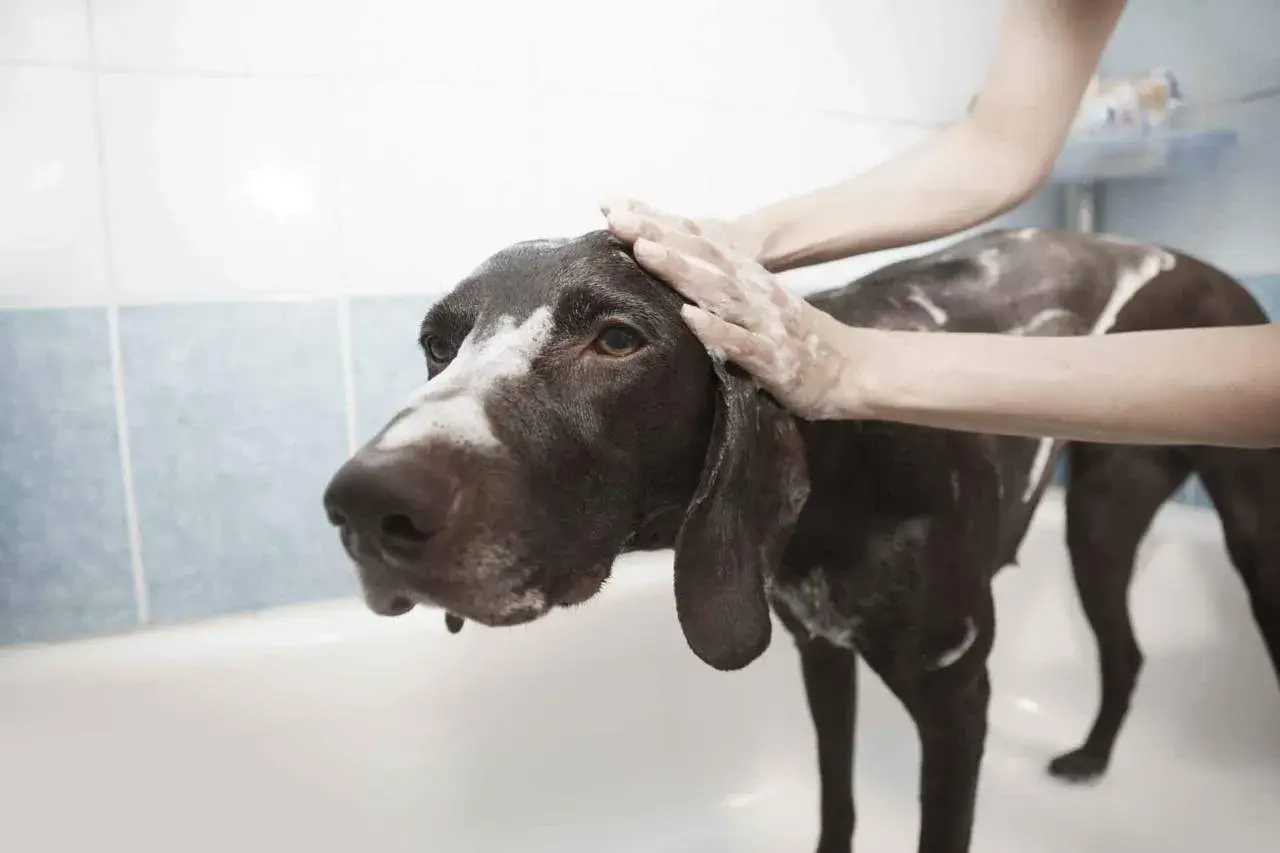 Mani insaponate lavano un cane marrone nella vasca da bagno, usando acqua fredda per pulirlo.