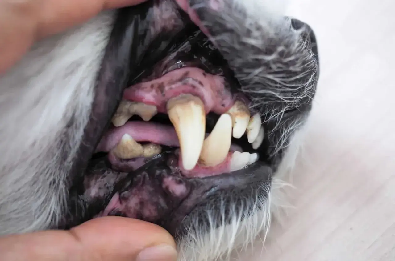 Gengive nere cane morte, denti ingialliti e malati. Un quadro preoccupante per la salute orale del cane.