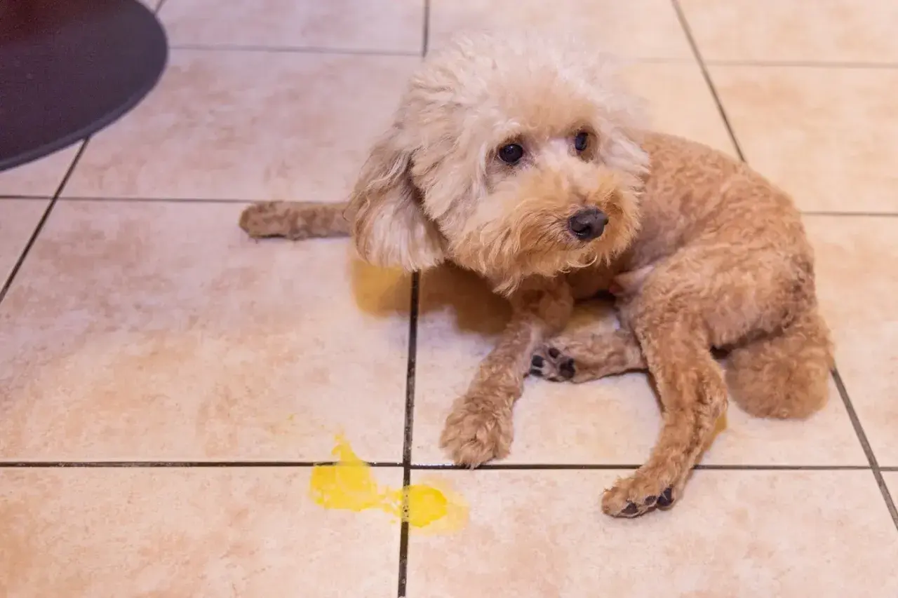 Un barboncino marrone con nausea, accanto a un vomito giallo. Si cercano rimedi per il cane.