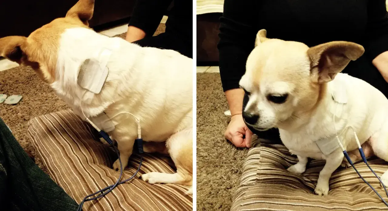 Cane con elettrodi per terapia, forse per una lussazione zampa posteriore.