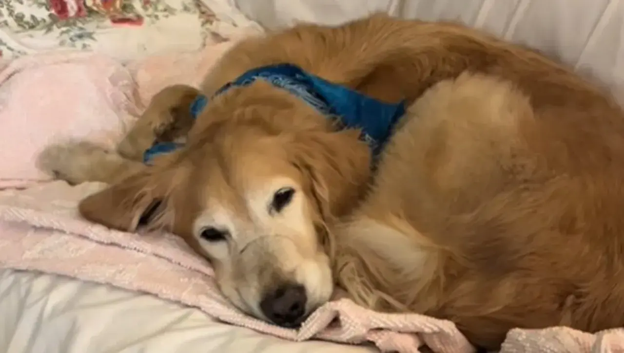 Un cane golden retriever dorme su una coperta rosa, con una bandana blu al collo. Sembra un dolce cheloide cane.