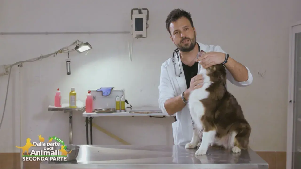 Veterinario tenta di dare una pastiglia a un cane marrone e bianco, ma il cane sputa la pastiglia.