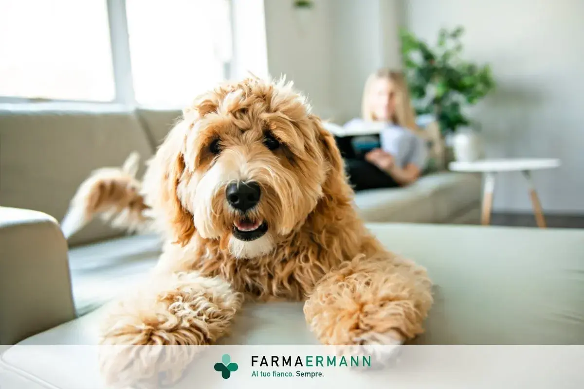 Un cane felice sul divano, mentre una persona legge. Scopri come eliminare le pulci in modo naturale per il tuo amico a quattro zampe.