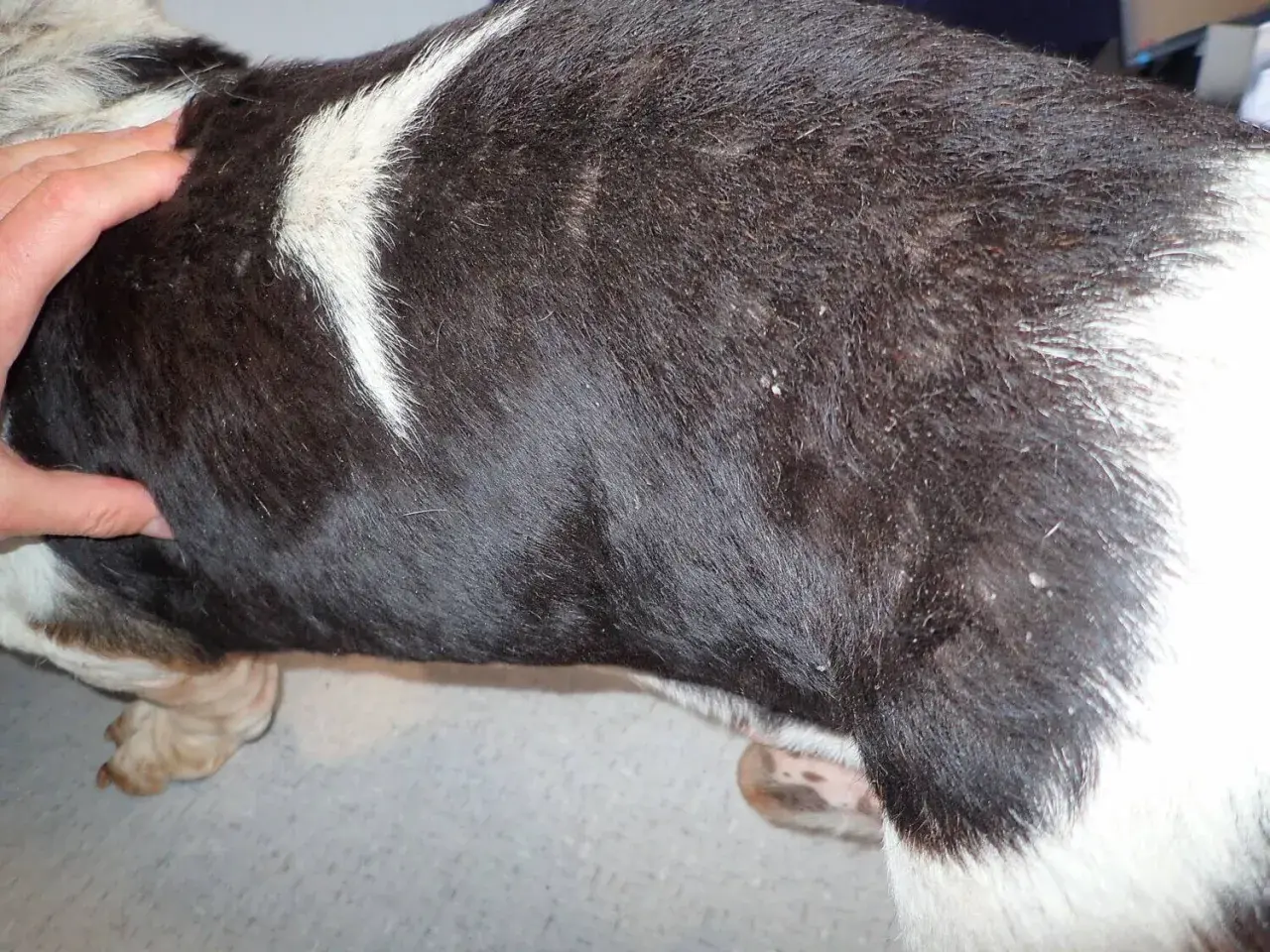 Mano che accarezza il pelo scuro di un cane, evidenziando la pelle secca e squamosa.