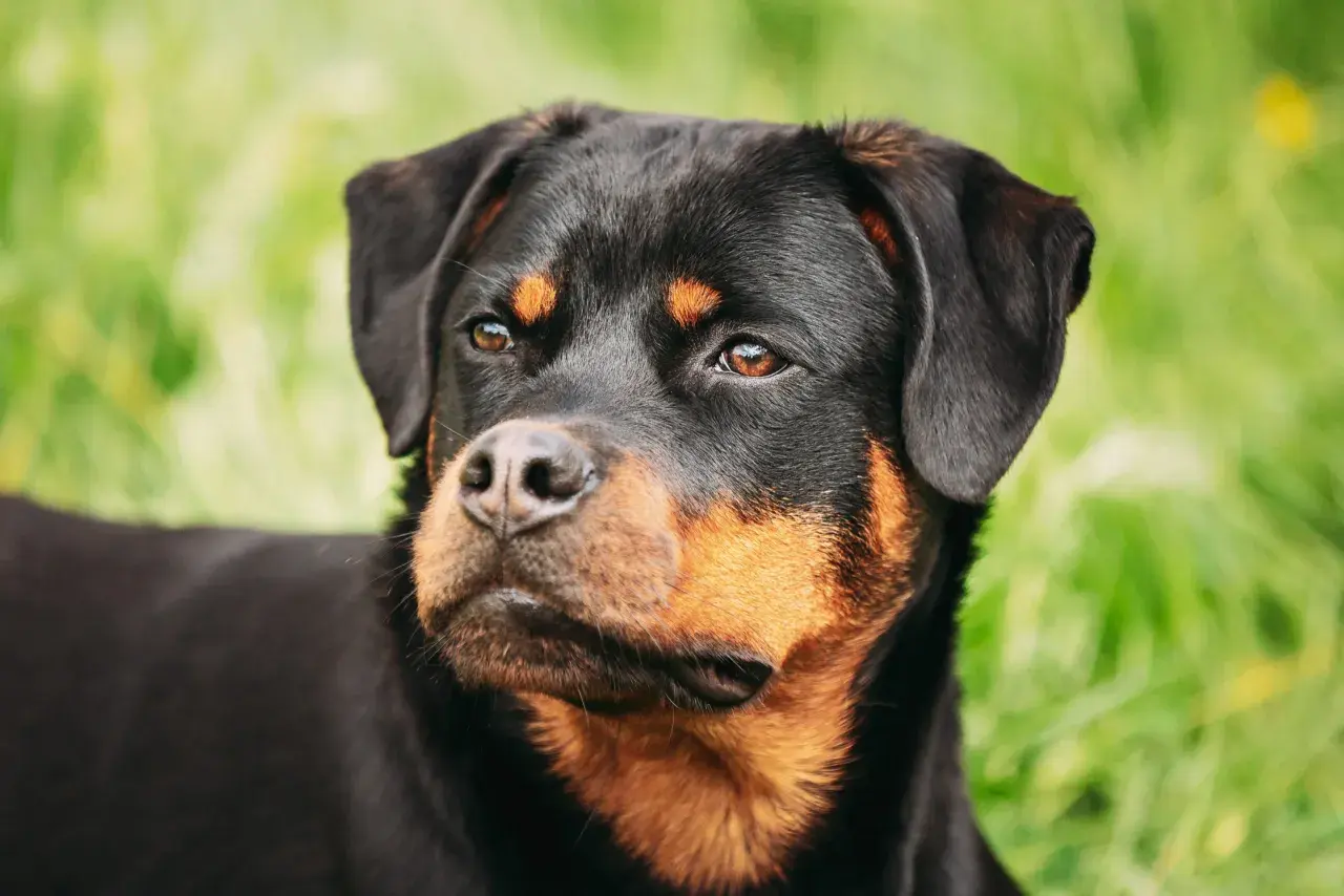 Primo piano di un rottweiler con occhi attenti, forse preoccupati per la leishmaniosi.