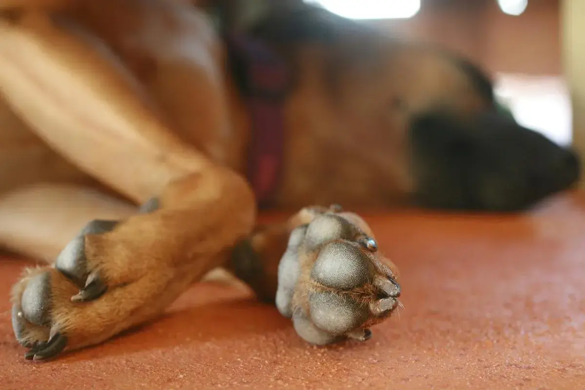 Primo piano dei polpastrelli di un cane, attenzione alle malattie che possono colpirli.