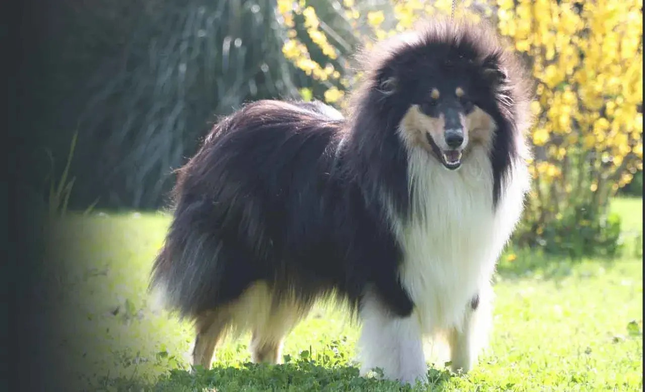 Collie tricolore con folta pelliccia, in piedi sull'erba. Un cane che potrebbe essere affetto da dermatomiosite, ma che appare in salute.