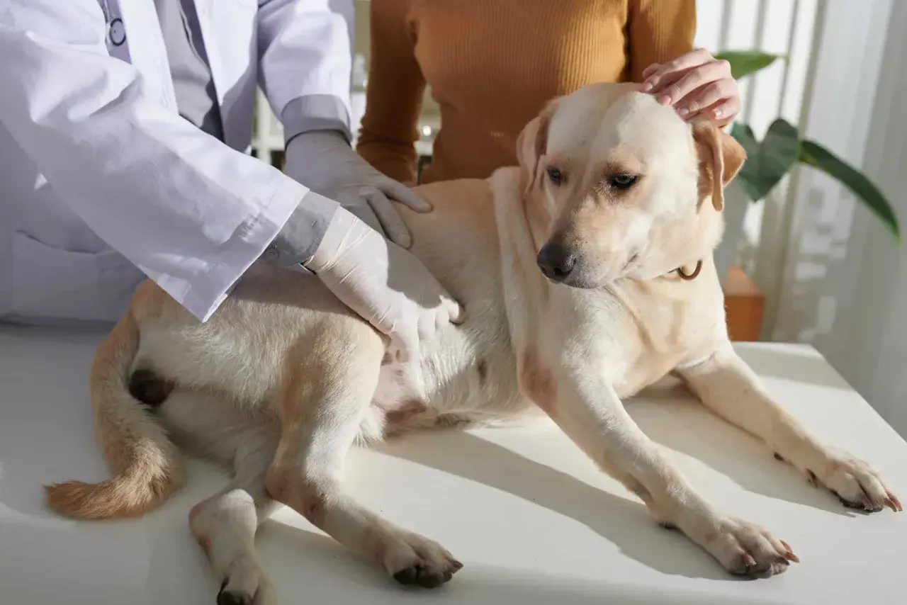 Veterinario esamina un cane con possibili problemi intestinali. Il cane è sdraiato su un tavolo, mentre il veterinario gli tocca l'addome.