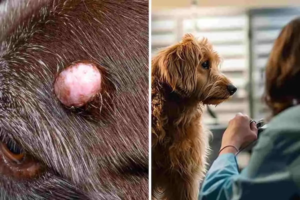 Primo piano di escrescenze su un cane anziano, accanto a un cane dal pelo lungo che guarda un veterinario.
