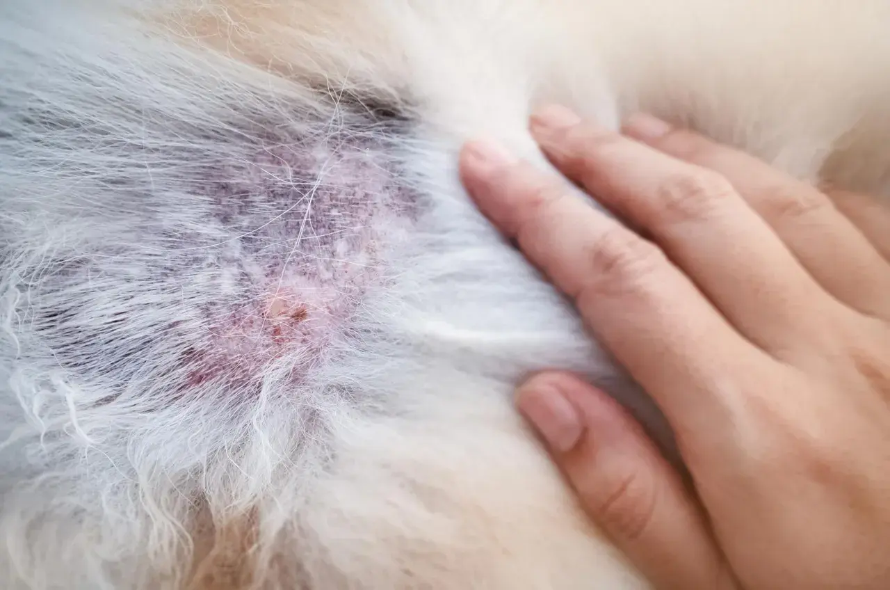 Pelle arrossata e irritata su un cane, possibile segno di malassezia. Si cercano rimedi naturali per il cane.