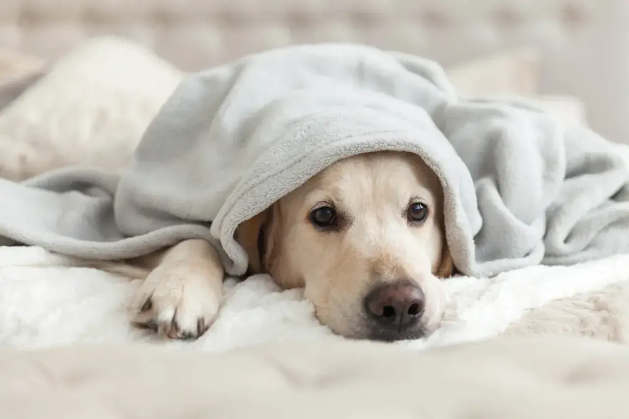 Un cane con tosse nel cane a riposo, avvolto in una coperta grigia, con un'espressione un po' malinconica.